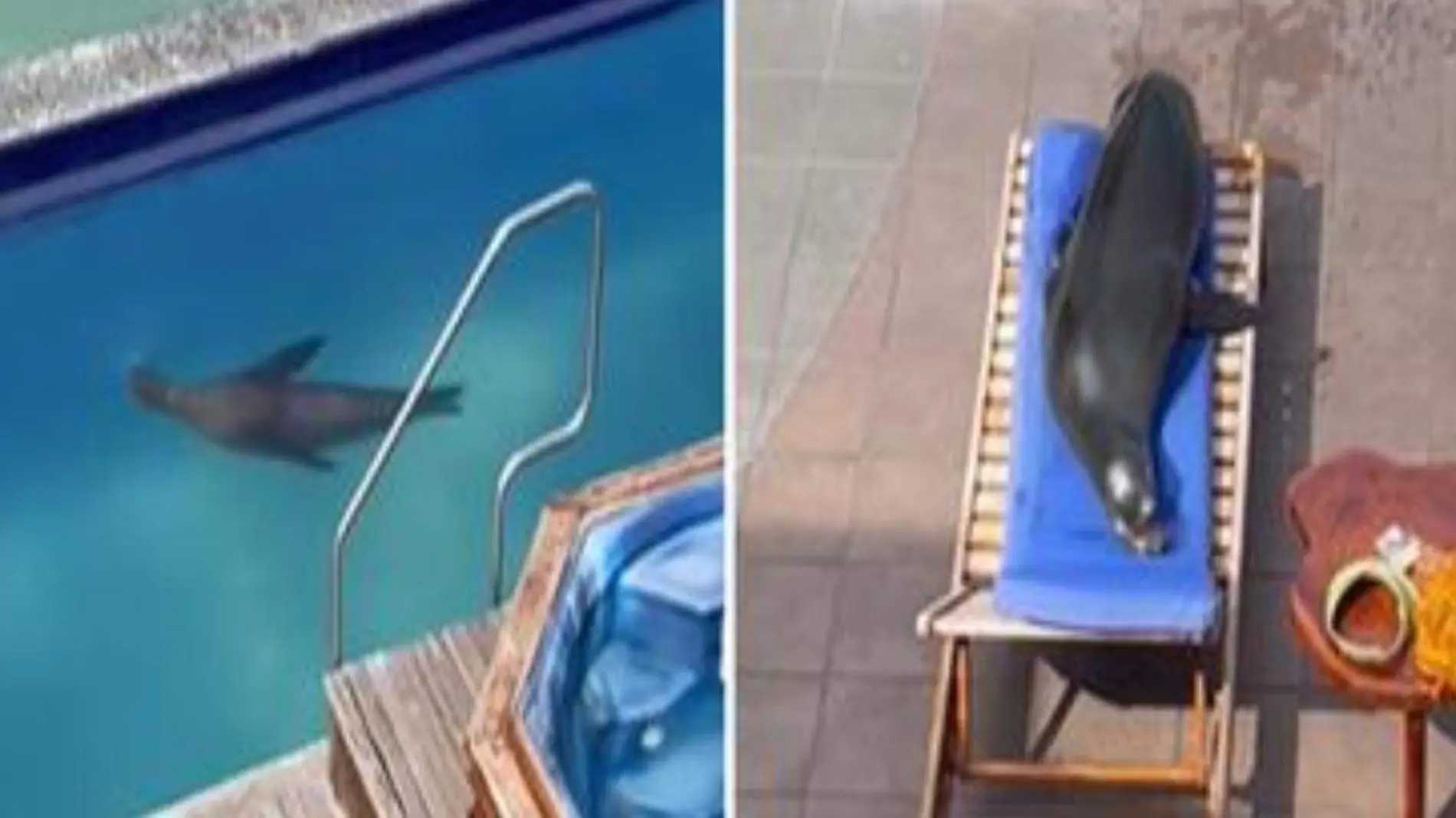 Un león marino nada en una piscina y se sienta en una silla a tomar sol